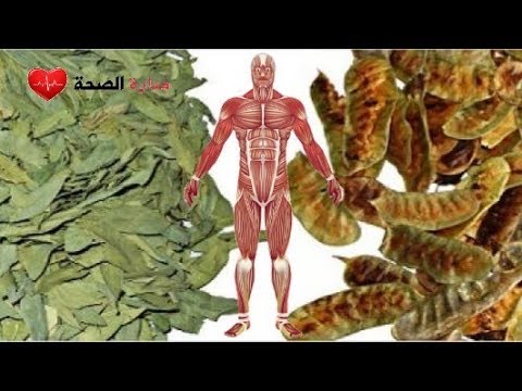 فوائد عشبة السنامكي معجزة جهاز الهضم