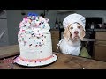 Chef dog bakes cake funny dog maymo