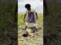Funny amazing comedy 25😂😂😂!#funny videos #viral comedy #daily life comedy