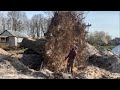 Stump removal Chainsaw/ Big oak