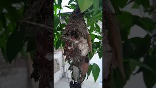 Bird Babies In Nest   bird nature
