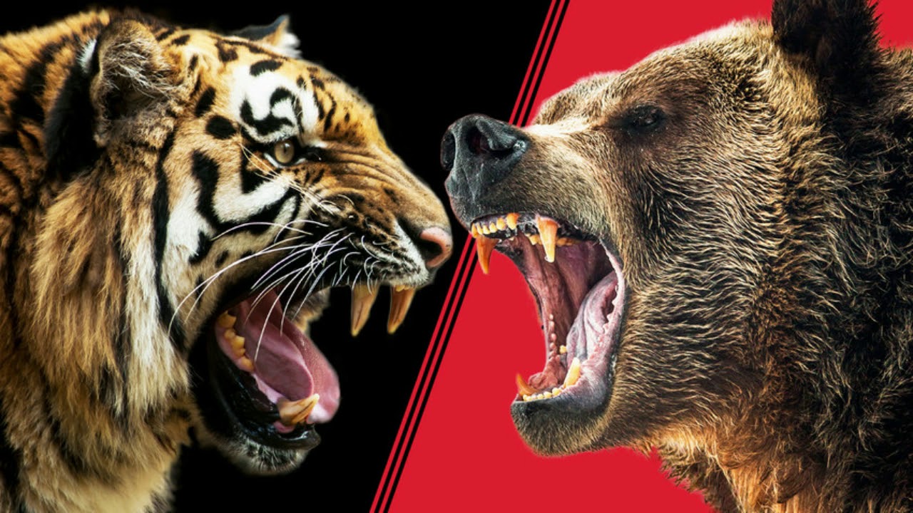 Тигр лев и медведь. Медведь Гризли против тигра. Медведь Гризли против Льва. Медведь против тигра битва. Медведь Гризли против тигра бой.