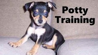 How To Potty Train A ChiPin Puppy - ChiPin House Training Tips - Housebreaking ChiPin Puppies Fast