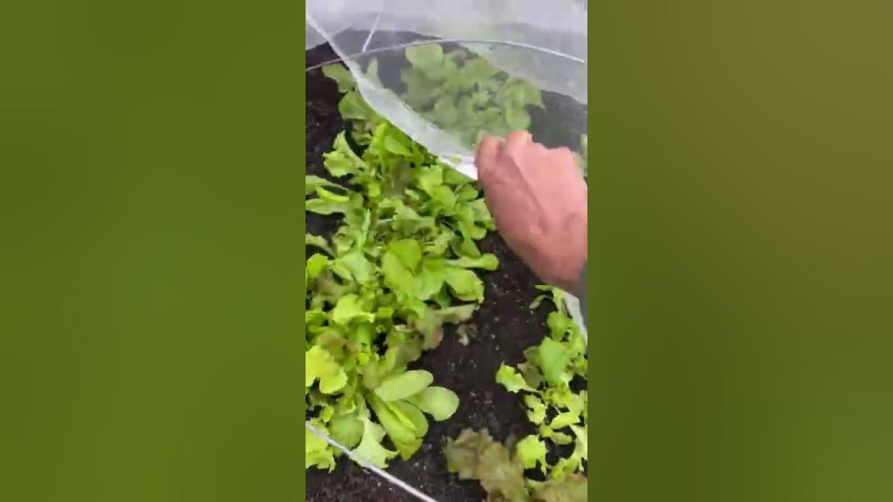 Pro Tip Cover Your Lettuce Plants with Garden Mesh to Keep Bugs Off