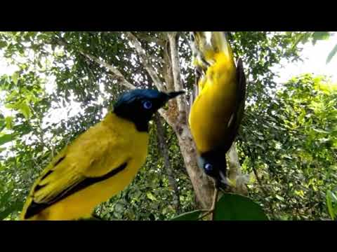 Kutilang Sutra / Percang / Cucak Kurincang Gacor Ciep Ciep