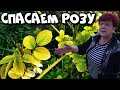 Как спасти розу? Лечение розы от всего сразу!