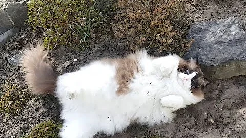 Timo The Ragdoll Cat Doesn't Want To Go Inside (funny) - DayDayNews