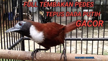 FULL TEMBAKAN PEDES TEPUS LEHER PUTIH GACOR