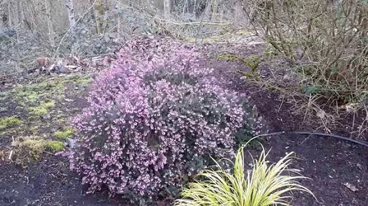 Heath / Erica carnea variety