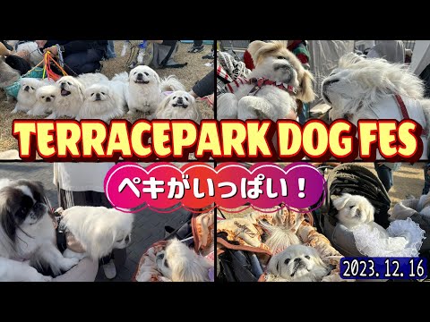 【愛犬イベント】関東最大級のドッグフェスでペキまみれになった!