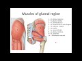 Muscles of pelvic girdle and lower extremity