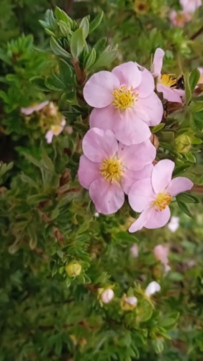 Лапчатка розовая кустарниковая «Pink princess», неприхотливый кустарник ...