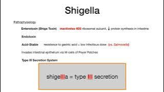 Shigella