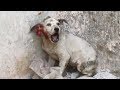 Screaming from pain, puppy rescued with torn ear Screaming from pain, puppy rescued with torn ear