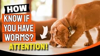 🐶🦠¿How Do You Know If Your Dog Has Worms?