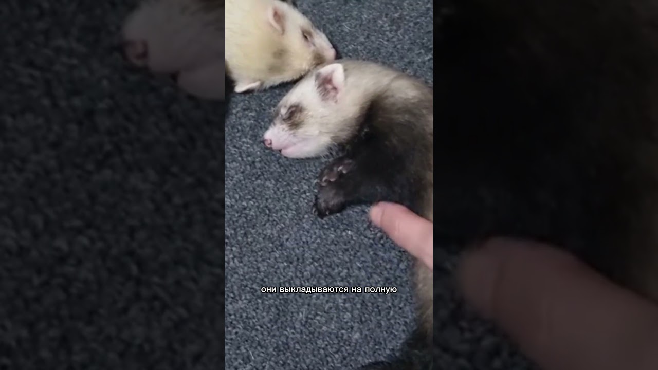 Мертвый сон хорька