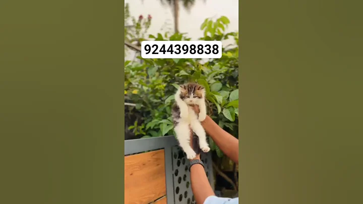 Video 11865351: persian cat kitten