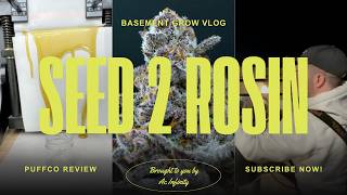 SEED TO HARVEST REVERSE GENENTICS FROZEN CHERRYCANNA LIVE ROSIN !