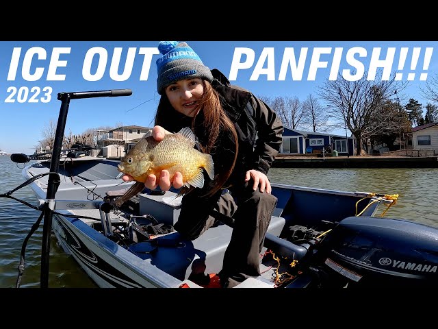 Ice out Panfish 2023 - Channel Fishing Long Point Bay Bluegill