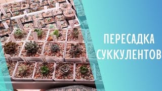 видео: Пересадка суккулентов. Новый дом для кристатной Echeveria Exotic 💜 Sweet Succulents картинка: Пересадка суккулентов. Новый дом для кристатной Echeveria Exotic 💜 Sweet Succulents