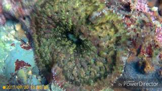 2017/0920/象鼻岩浮潛樂(章魚沒拍到)