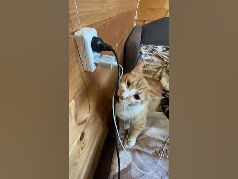 Кот хулиган - YouTube