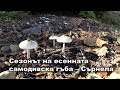 Сезонът на есенната самодивска гъба – Сърнела