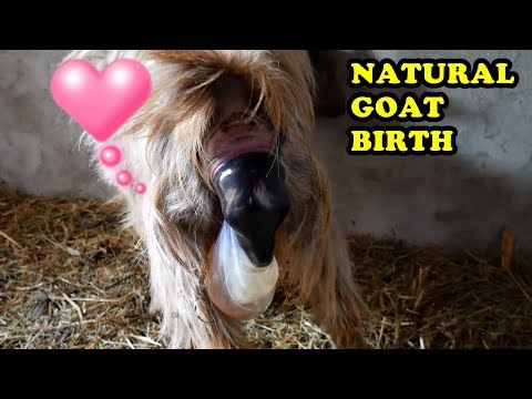 NAȘTEREA UNEI CAPRE  (imagini necenzurate ) - Goat birth Baby Uncensored