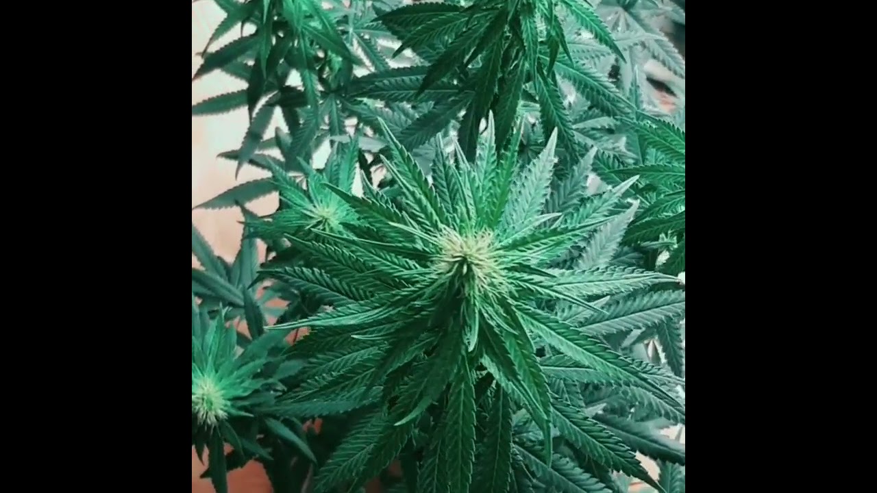 STRAIN - TANGERINE HAZE pt 3