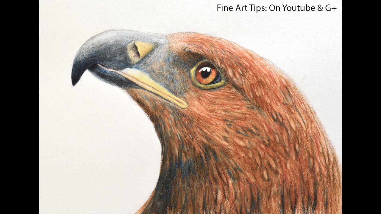 ⁣Drawing a Golden Eagle's Head With Watercolor Pencils