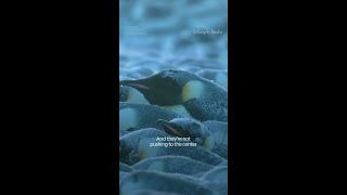 How do penguins survive low temperatures? The power of a huddle 💪 #SecretsOfThePenguins