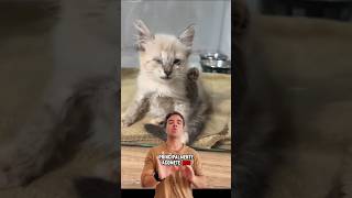Clamidiose Felina Clamidiose Felina