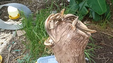 Tham khảo về rắn hổ hành vs rắn mối . Kỹ thuật cho ăn cách chăm sóc