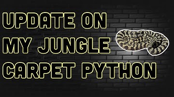 Update On My Jungle Carpet Python!!
