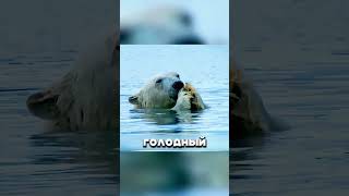 Медведи устроили МЕСИВО в Артике 😳🐻‍❄