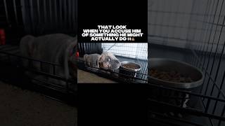 It was just a question 😭👀 #CaneCorso #DogAttitude #FunnyDogs #DogLife #PetHumor