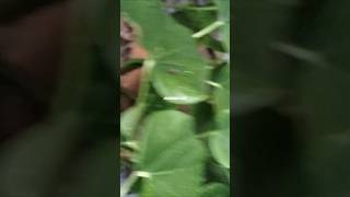@CHAMAKTE VIEW  "#Healthyhair#Giloy  #Curryleaves#NaturalRemedies🌿🌿