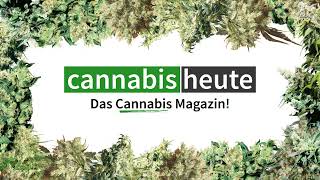 Cannabis Heute Live News