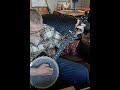 Wildwood Flower #traditional #folk #banjo