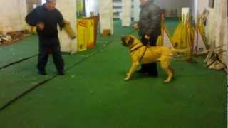 English mastiff attacks