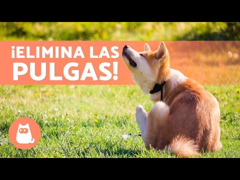 Video: ¿Serías capaz de ver pulgas en un perro?