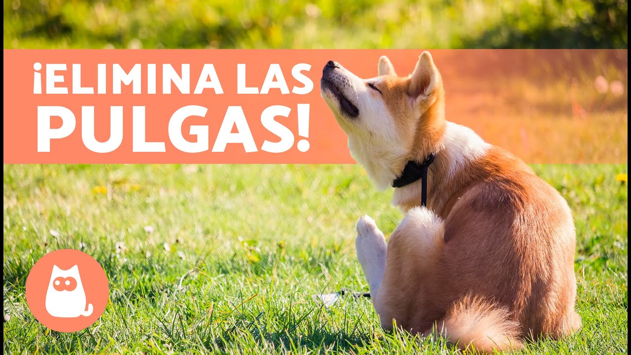 Repelente Natural de Pulgas para Perros en Amigales Chile