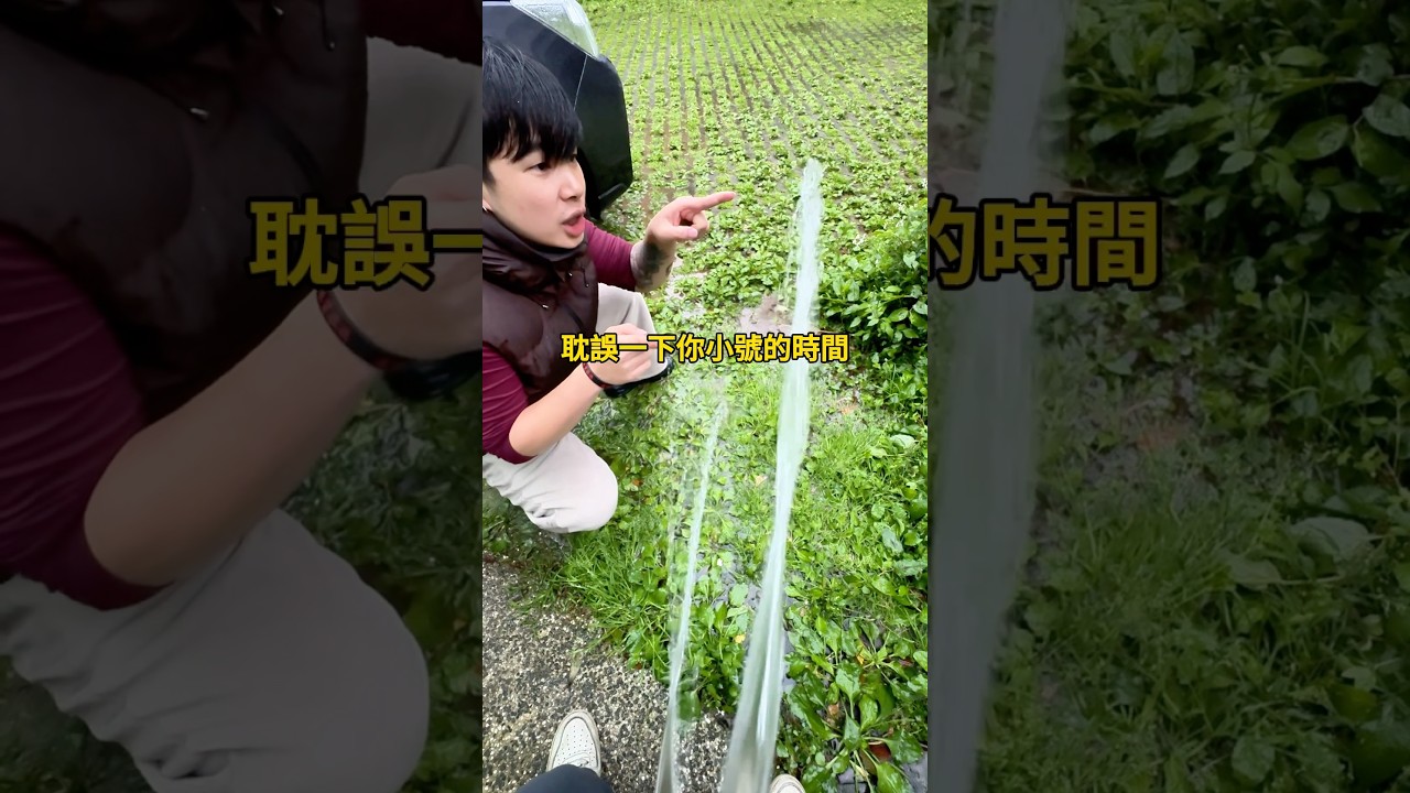 歡迎找我們👏 #珠寶水族 #蘭壽 #金魚 #水族 #goldfish 縮圖