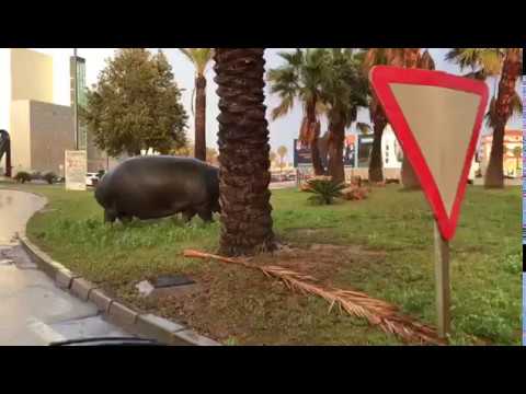 Un hipop&oacute;tamo escapa dun circo instalado en Roquetas de Mar