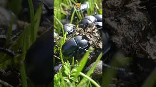 The Dung Beetle Navigates Using the Milky Way | The Animal Explorer #shorts