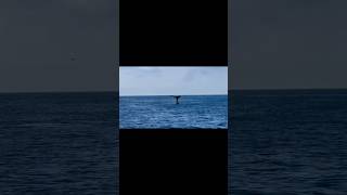 First-Ever Sperm Whale Sighting For Oceanside Adventures