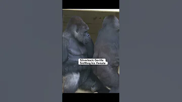 Silverback Gorilla Loves To Sniff His Female Gorilla Silverback Shabani 