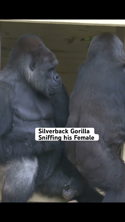 Silverback Gorilla Loves To Sniff His Female! #gorilla #silverback #shabani