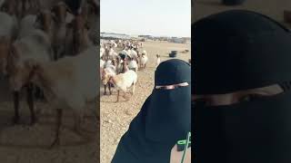 Arab girl fun with goats.