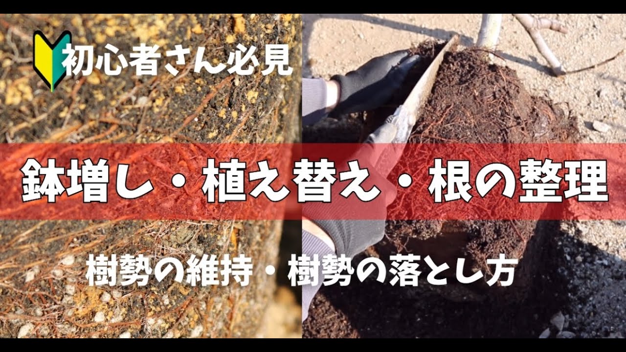 【イチジク】鉢イチジクの植え替え・根の整理の動画になります。我が家ではこんな感じでやっています。